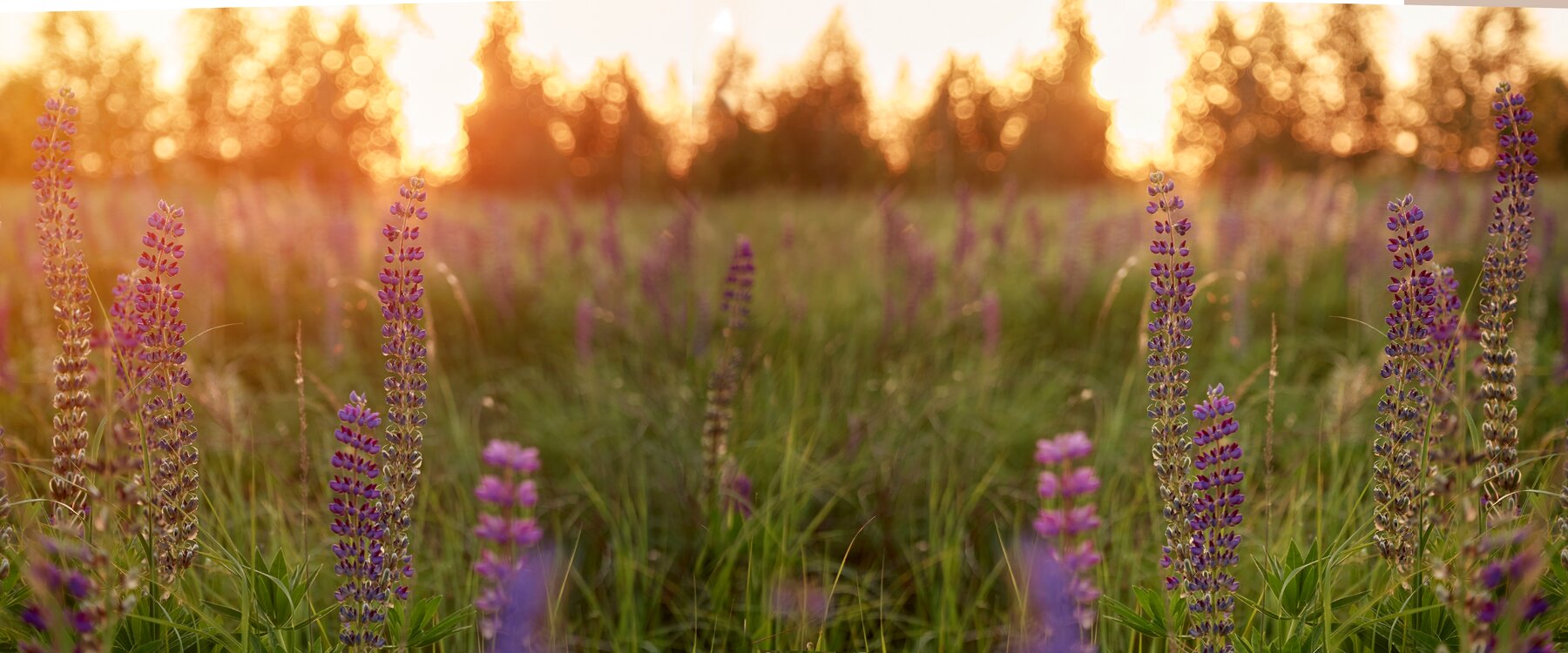 Lupine wildflowers at golden hour — hope and healing